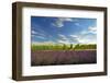 USA, Washington, Walla Walla. Lavender fields border the vineyards-Richard Duval-Framed Photographic Print