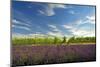 USA, Washington, Walla Walla. Lavender fields border the vineyards-Richard Duval-Mounted Photographic Print
