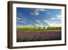 USA, Washington, Walla Walla. Lavender fields border the vineyards-Richard Duval-Framed Photographic Print