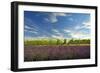 USA, Washington, Walla Walla. Lavender fields border the vineyards-Richard Duval-Framed Photographic Print