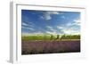 USA, Washington, Walla Walla. Lavender fields border the vineyards-Richard Duval-Framed Photographic Print