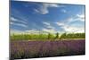 USA, Washington, Walla Walla. Lavender fields border the vineyards-Richard Duval-Mounted Photographic Print