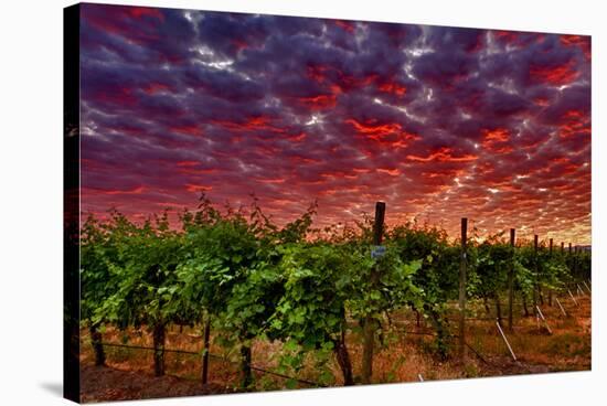 USA, Washington, Walla Walla. Scenes from wine country-Richard Duval-Stretched Canvas