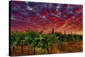 USA, Washington, Walla Walla. Scenes from wine country-Richard Duval-Stretched Canvas