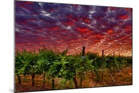 USA, Washington, Walla Walla. Scenes from wine country-Richard Duval-Mounted Photographic Print