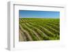 USA, Washington, Walla Walla. Spring in a Vineyard in Wine Country-Richard Duval-Framed Photographic Print