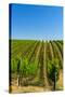 USA, Washington, Walla Walla. Vineyard in Walla Walla Wine Country-Richard Duval-Stretched Canvas