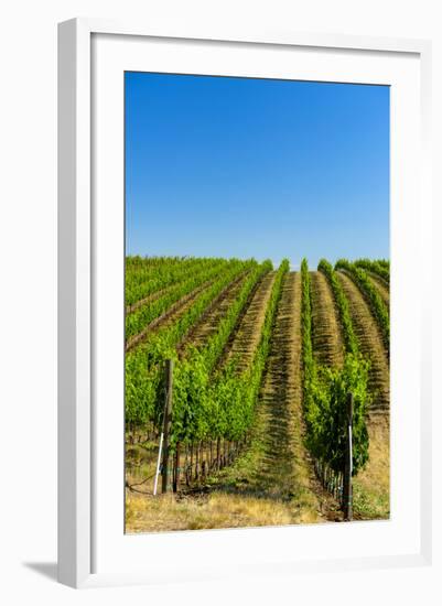 USA, Washington, Walla Walla. Vineyard in Walla Walla Wine Country-Richard Duval-Framed Photographic Print