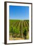 USA, Washington, Walla Walla. Vineyard in Walla Walla Wine Country-Richard Duval-Framed Photographic Print