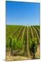 USA, Washington, Walla Walla. Vineyard in Walla Walla Wine Country-Richard Duval-Mounted Photographic Print