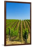 USA, Washington, Walla Walla. Vineyard in Walla Walla Wine Country-Richard Duval-Framed Photographic Print