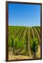 USA, Washington, Walla Walla. Vineyard in Walla Walla Wine Country-Richard Duval-Framed Photographic Print