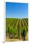 USA, Washington, Walla Walla. Vineyard in Walla Walla Wine Country-Richard Duval-Framed Premium Photographic Print