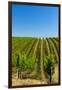 USA, Washington, Walla Walla. Vineyard in Walla Walla Wine Country-Richard Duval-Framed Premium Photographic Print