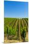 USA, Washington, Walla Walla. Vineyard in Walla Walla Wine Country-Richard Duval-Mounted Premium Photographic Print