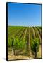 USA, Washington, Walla Walla. Vineyard in Walla Walla Wine Country-Richard Duval-Framed Stretched Canvas