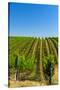 USA, Washington, Walla Walla. Vineyard in Walla Walla Wine Country-Richard Duval-Stretched Canvas