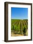 USA, Washington, Walla Walla. Vineyard in Walla Walla Wine Country-Richard Duval-Framed Photographic Print