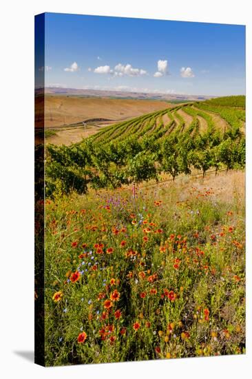 USA, Washington, Walla Walla.Wildflowers in a Vineyard in Wine Country-Richard Duval-Stretched Canvas