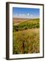 USA, Washington, Walla Walla.Wildflowers in a Vineyard in Wine Country-Richard Duval-Framed Photographic Print