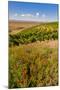 USA, Washington, Walla Walla.Wildflowers in a Vineyard in Wine Country-Richard Duval-Mounted Photographic Print