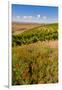 USA, Washington, Walla Walla.Wildflowers in a Vineyard in Wine Country-Richard Duval-Framed Photographic Print