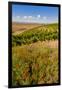 USA, Washington, Walla Walla.Wildflowers in a Vineyard in Wine Country-Richard Duval-Framed Photographic Print