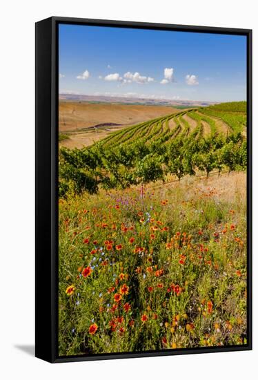 USA, Washington, Walla Walla.Wildflowers in a Vineyard in Wine Country-Richard Duval-Framed Stretched Canvas