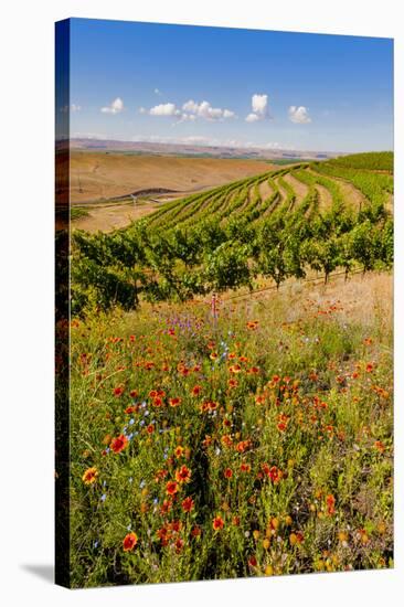 USA, Washington, Walla Walla.Wildflowers in a Vineyard in Wine Country-Richard Duval-Stretched Canvas