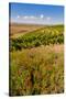 USA, Washington, Walla Walla.Wildflowers in a Vineyard in Wine Country-Richard Duval-Stretched Canvas