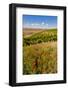 USA, Washington, Walla Walla.Wildflowers in a Vineyard in Wine Country-Richard Duval-Framed Photographic Print