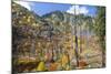 USA, Washington, Wenatchee National Forest, Tumwater Canyon in fall.-Jamie & Judy Wild-Mounted Photographic Print