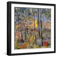 USA, Washington, Wenatchee National Forest, Tumwater Canyon in fall.-Jamie & Judy Wild-Framed Photographic Print