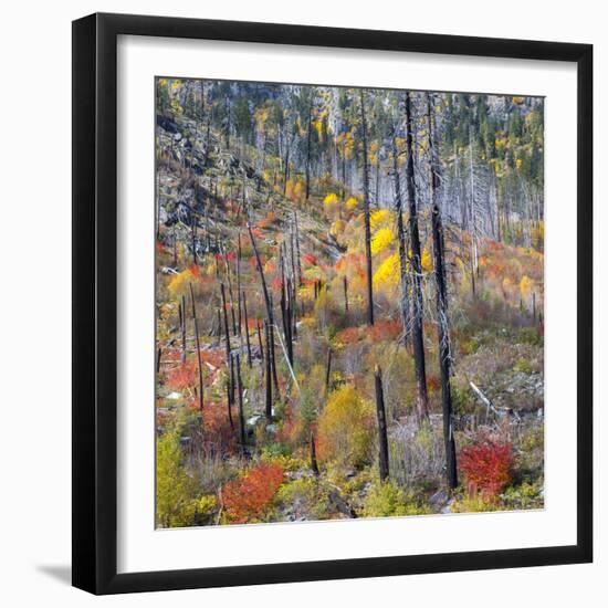 USA, Washington, Wenatchee National Forest, Tumwater Canyon in fall.-Jamie & Judy Wild-Framed Photographic Print