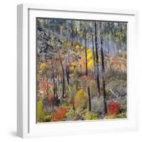 USA, Washington, Wenatchee National Forest, Tumwater Canyon in fall.-Jamie & Judy Wild-Framed Photographic Print