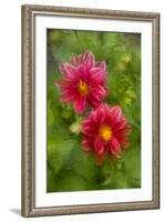 USA, Washington, Whidbey Island. Dahlia Montage-Jaynes Gallery-Framed Photographic Print