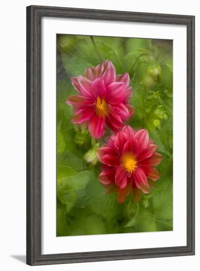 USA, Washington, Whidbey Island. Dahlia Montage-Jaynes Gallery-Framed Photographic Print