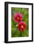 USA, Washington, Whidbey Island. Dahlia Montage-Jaynes Gallery-Framed Photographic Print