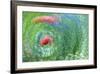USA, Washington, Whidbey Island. Montage of Flowers and Greenery-Jaynes Gallery-Framed Photographic Print