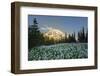 USA, Washington. White Avalanche Lily with Mt. Rainier Spray Park-Gary Luhm-Framed Photographic Print