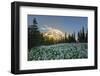 USA, Washington. White Avalanche Lily with Mt. Rainier Spray Park-Gary Luhm-Framed Photographic Print