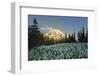 USA, Washington. White Avalanche Lily with Mt. Rainier Spray Park-Gary Luhm-Framed Photographic Print