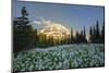 USA, Washington. White Avalanche Lily with Mt. Rainier Spray Park-Gary Luhm-Mounted Photographic Print