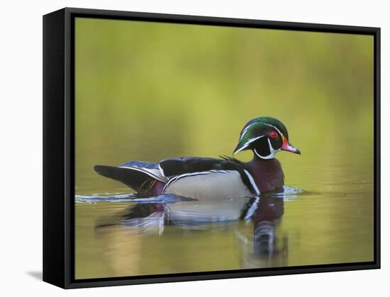 USA, Washington. Wood Duck at Lake Washington's Yarrow Bay-Gary Luhm-Framed Stretched Canvas