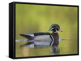 USA, Washington. Wood Duck at Lake Washington's Yarrow Bay-Gary Luhm-Framed Stretched Canvas