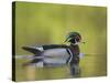 USA, Washington. Wood Duck at Lake Washington's Yarrow Bay-Gary Luhm-Stretched Canvas