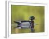 USA, Washington. Wood Duck at Lake Washington's Yarrow Bay-Gary Luhm-Framed Photographic Print