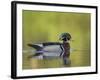 USA, Washington. Wood Duck at Lake Washington's Yarrow Bay-Gary Luhm-Framed Photographic Print