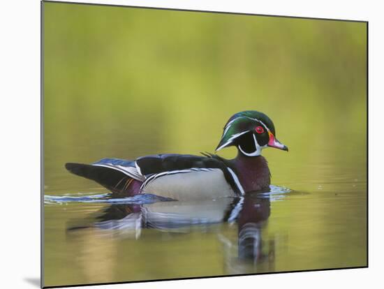 USA, Washington. Wood Duck at Lake Washington's Yarrow Bay-Gary Luhm-Mounted Photographic Print