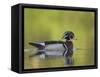 USA, Washington. Wood Duck at Lake Washington's Yarrow Bay-Gary Luhm-Framed Stretched Canvas